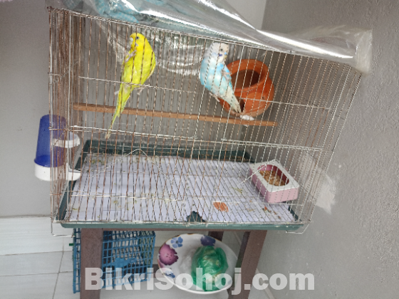 বাজিগর পাখি